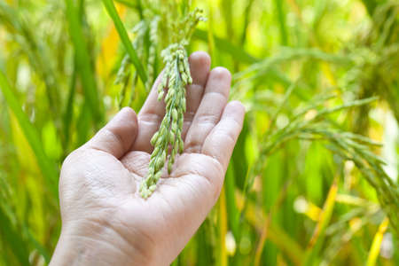 Closeup rice on hand up in paddyの写真素材