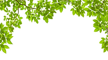 Green leave on white backgroundの写真素材