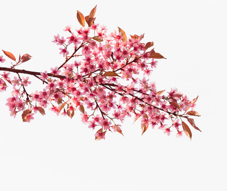 Pink cherry blossom sakura