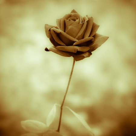black roseの写真素材