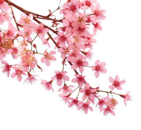 Pink cherry blossom sakuraの写真素材