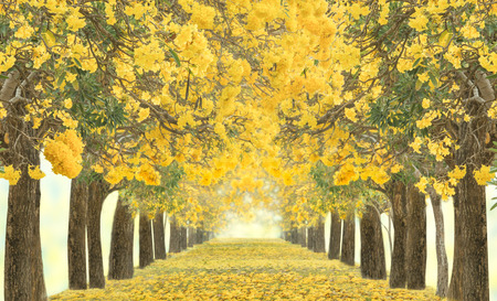The romantic tunnel of yellow flower treesの写真素材