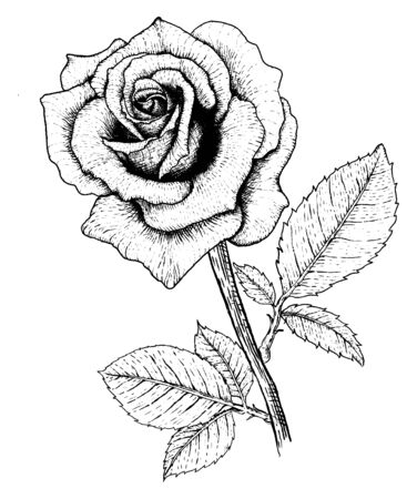 Drawing Roseの写真素材