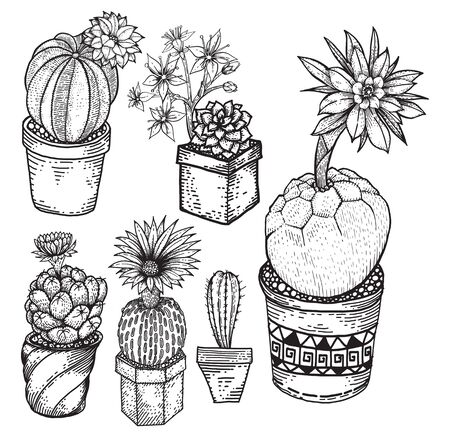 Vector drawing cactus with pot setの写真素材