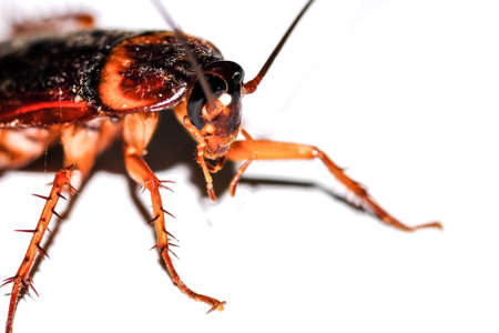 The cockroach isolated on the white background.の写真素材