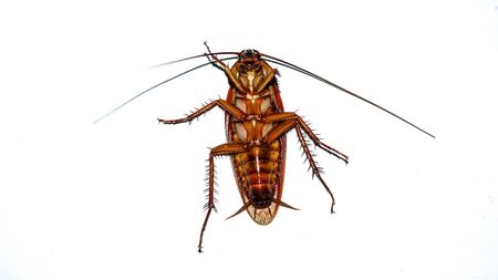 The cockroach isolated on the white background.の写真素材