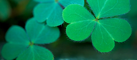 Green clover leaves. St. Patrick's Day background. Macro shot.
