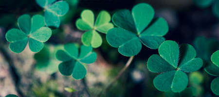 Green clover leaves. St. Patrick's Day background. Copy space.