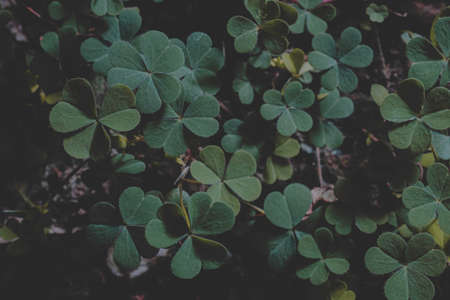 Green leaves of clover. St. Patrick's Day background.