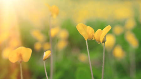 Beautiful yellow flowers on green meadow, closeup. Floral background