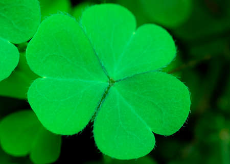 Green clover leaves background. St.Patrick's Day.