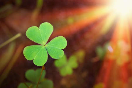 Green clover leaf with sunbeams and bokeh background