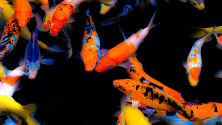Koi fish in the pond in the garden, Japanese Fancy Koi Carp Fishes.