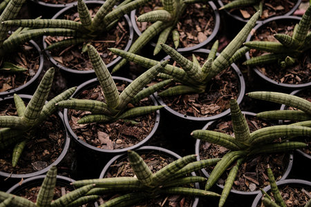 Sansevieria stuckyi in garden, Sansevieria Cylindrica (or Snake plant) arrangement in pot for selling in market.の写真素材