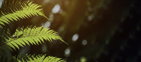 Beautiful fern leaves background, Beautyful ferns leaves green foliage natural floral fern background in sunlight.の写真素材