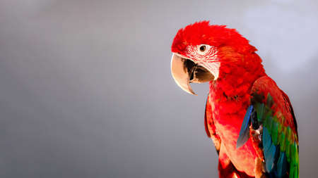 Colorful parrot portrait, Macaw is a bird that is popular as a pet because it has beautiful colors...
