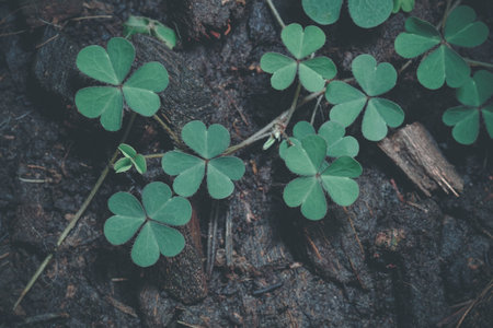 Lucky Irish Four Leaf Clover in the Field for St. Patricks Day holiday symbol. with three-leaved shamrocks.の写真素材