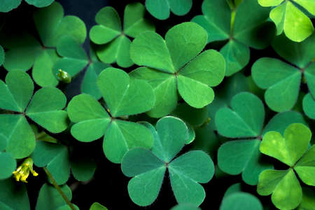 Lucky Irish Four Leaf Clover in the Field for St. Patricks Day holiday symbol. with three-leaved shamrocks.の写真素材