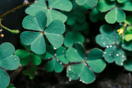 Clover Leaves for Green background with three-leaved shamrocks. st patrick's day background, holiday symbol, Spring concept. with three-leaved shamrocks.の写真素材