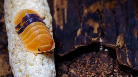 Isopod - Cubaris amber ducky, On the bark in the deep forest, macro shot isopods.