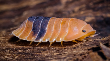 Isopod - Cubaris amber ducky, On the bark in the deep forest, macro shot isopods.の写真素材