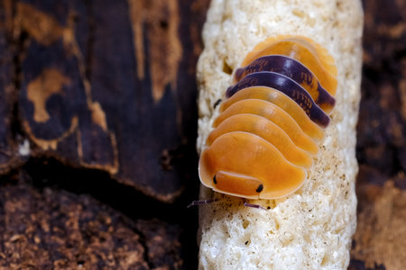 Isopod - Cubaris amber ducky, On the bark in the deep forest, macro shot isopods.