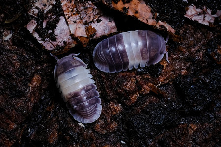 Isopod - Cubaris panda king, On the bark in the deep forest, macro shot isopods.の写真素材