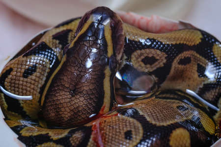 Snake on hand.Ball python (python regius). exotic pets or animals and wildlife conceptの写真素材