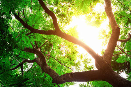 Photo up to the tree tops shot from below, The sun beautifully illuminating the green treetops, With blue sky. look up to treetop in nature, Bottom view of the trees.の写真素材