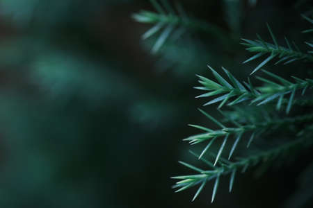 green pine branches - Close-up of a pine branch with a new young shoot. The green needles on the...