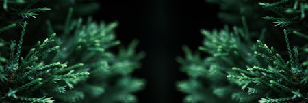 green pine branches - Close-up of a pine branch with a new young shoot. The green needles on the...