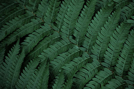 Natural of green leaves, closeup nature view of green leaf and palms background. Flat lay, dark nature concept, tropical leaf, green variegated leaves pattern nature frame forest.の写真素材