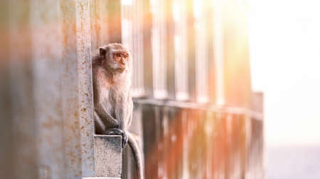 Portrait of macaque monkey, Monkey sitting on fence against Bali sea, Barbary macaques of Gibraltar.