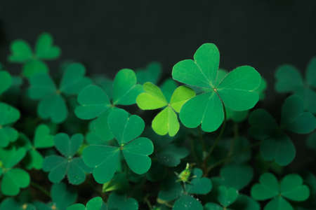 Green background with three-leaved shamrocks, Lucky Irish Four Leaf Clover in the Field for St. Patricks Day holiday symbol. with three-leaved shamrocks, St. Patrick's day holiday symbol.の写真素材