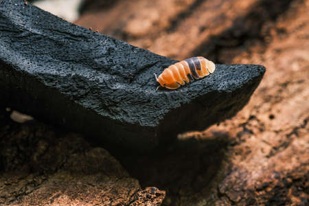 Isopod - Cubaris Rubber ducky, On the bark in the deep forest, macro shot isopods, Cubaris Rubber...