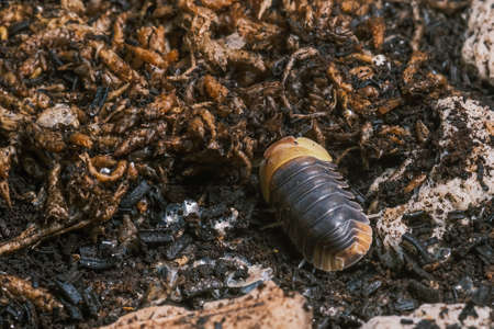 Isopod - Cubaris Rubber ducky, On the bark in the deep forest, macro shot isopods, Cubaris Rubber...