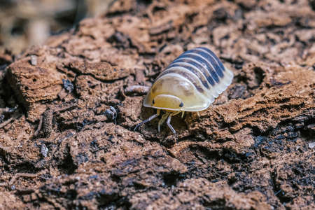 Isopod - Dairy Cow, On the bark in the deep forest, macro shot isopods, Cubaris Rubber ducky, panda,...