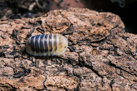 Isopod - Dairy Cow, On the bark in the deep forest, macro shot isopods, Cubaris Rubber ducky, panda,...
