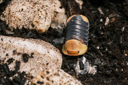 Isopod - Cubaris Rubber ducky, On the bark in the deep forest, macro shot isopods, Cubaris Rubber...