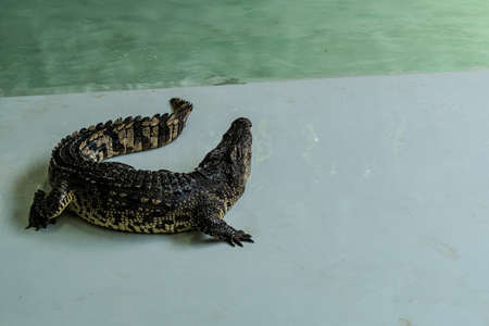 Crocodiles show, Wildlife crocodile isolated on white background with clipping path, American...