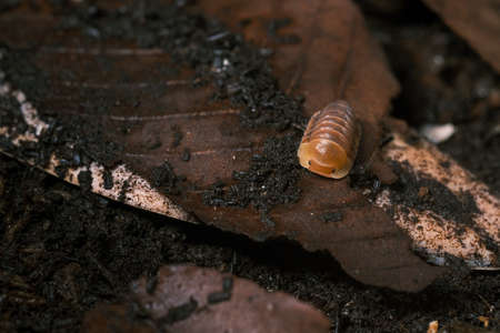 Isopod - Cubaris Rubber ducky, On the bark in the deep forest, macro shot isopods.