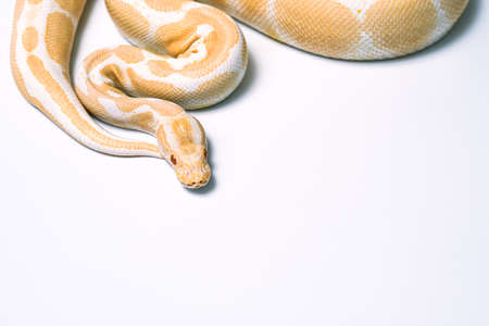 ball python on a brown wood color. Ball python (snake python regius) crawling on hand with selective...