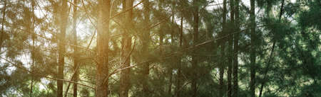 Pine tree, hills of majestic evergreen forest. Mighty pine and spruce trees. Sunset light. Idyllic landscape. Nature, seasons, Christmas pine fir tree branches.の写真素材