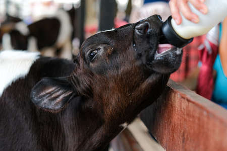 Young curious calfs on background of green grass, Cute calf looks into the object, A cow stands...