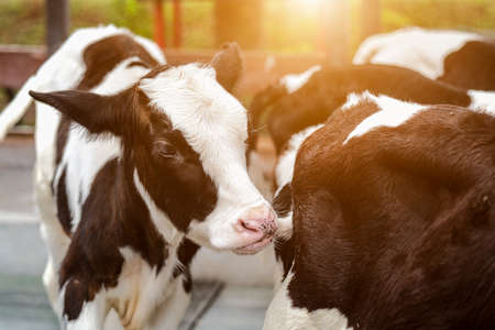 Young curious calfs on background of green grass, Cute calf looks into the object, A cow stands...