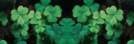 Green background with three-leaved shamrocks, Lucky Irish Four Leaf Clover in the Field for St....