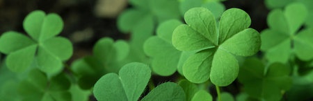 Green background with three-leaved shamrocks, Lucky Irish Four Leaf Clover in the Field for St. Patricks Day holiday symbol. with three-leaved shamrocks, St. Patrick's day holiday symbol, earth day.の写真素材