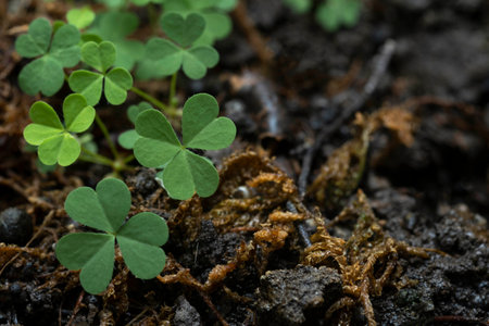 Green background with three-leaved shamrocks, Lucky Irish Four Leaf Clover in the Field for St....