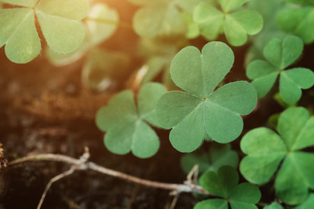 Green background with three-leaved shamrocks, Lucky Irish Four Leaf Clover in the Field for St. Patricks Day holiday symbol. with three-leaved shamrocks, St. Patrick's day holiday symbol, earth day.の写真素材