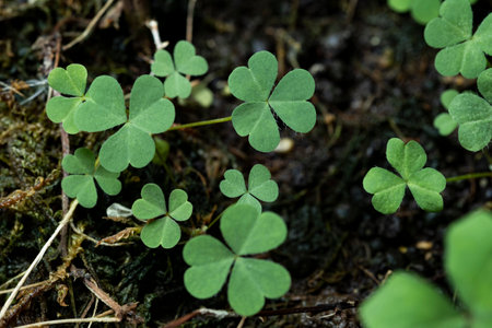 Green background with three-leaved shamrocks, Lucky Irish Four Leaf Clover in the Field for St. Patricks Day holiday symbol. with three-leaved shamrocks, St. Patrick's day holiday symbol, earth day.の写真素材
